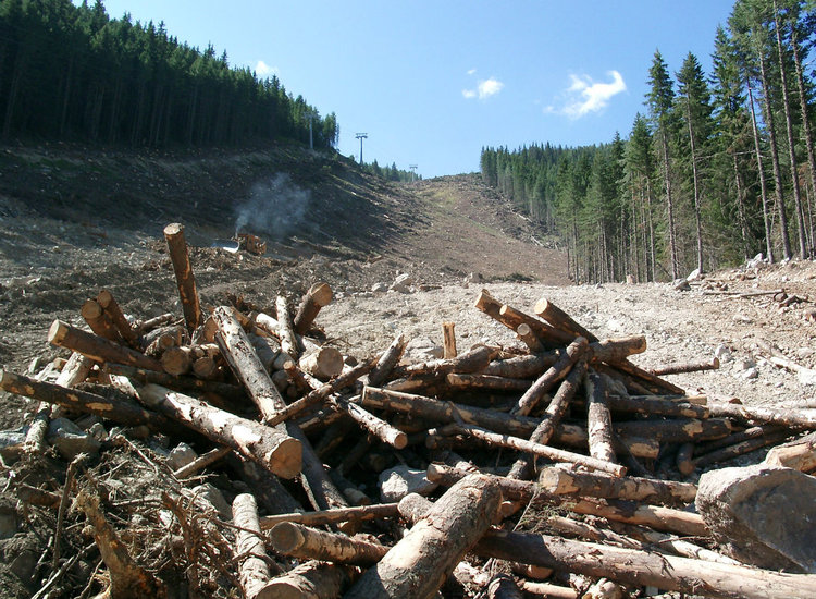 Незаконна сеч на 61 дървета край Забърдо