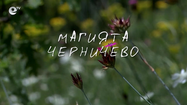 Магията Черничево