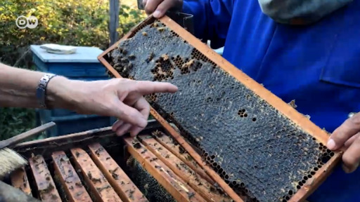 Черното злато на Странджа: мановият мед